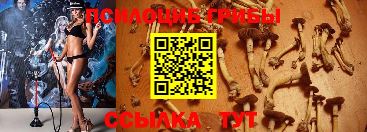 продажа наркотиков  Псилоцибиновые грибы GOLDEN TEACHER  Вход с VPN  Псилоцибиновые грибы прущие грибы  Златоуст 